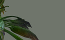 Sylvari11_blog_header